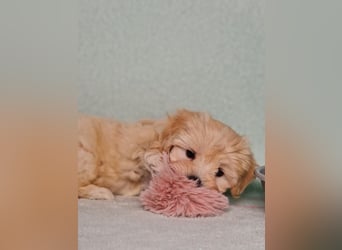 Maltipoo welpe rüde