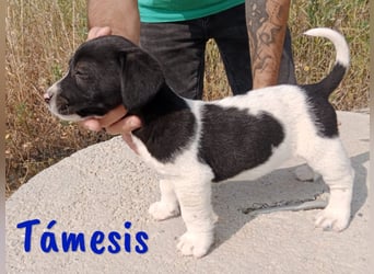 Támesis  geb. 03/2025 (ESP) - aufgeweckter Labrador-Mix Welpe!
