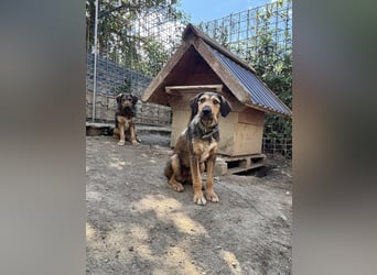Lotta - Jagdterrier Mix