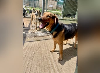 Junger Mischlingsrüde MARLEY (3 Jahre) sucht eine Familie