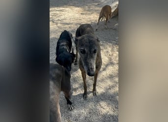 Barquiria, eine freundliche Seniorin