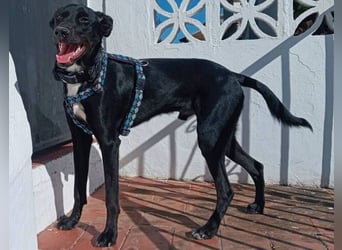 Chili (Spanien) – lebensfroher Galgo-Mischling sucht seine Familie