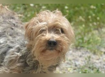 Kuka, eine von zwölf zurückgelassenen Hunden sucht ein neues Zuhause