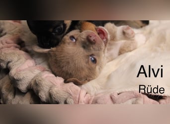 Chihuahua Welpe Lilac kurzhaar