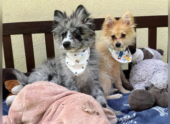 Scotty SR - quirliger Mini-Spitz sucht aktives Zuhause mit Herz