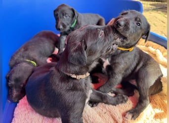 Deerhoundwelpen suchen ein liebevolles Für-Immer-Zuhause