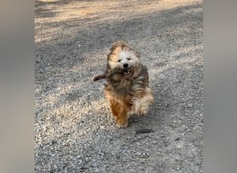 Rennsemmel TOTTI sucht seine Lieblingsmenschen!