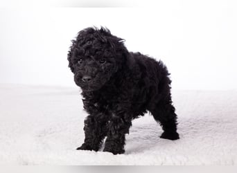 Maltipoo