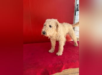 Billy, Puli-Mix, Rüde, geb. am 01.09.2017, 40 cm, 14 kg