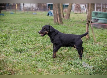 Viktor: Hält das Tierheim kaum aus