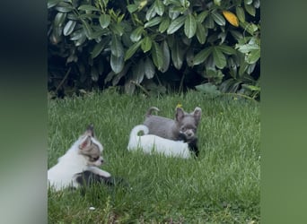 Chihuahua Welpen reinrassig Rüde