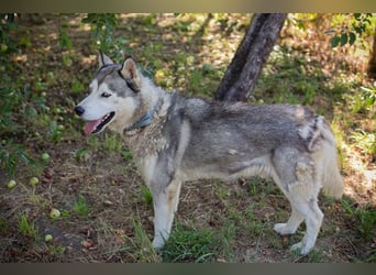 Chip-Nr. 2279997 - der freundliche junge Mann mag Menschen + Hunde und sucht ein tolles Zuhause