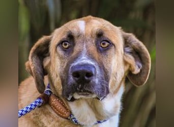 Edgar, Mix Labrador / Rafeiro Alentejano, lieb und sozial