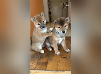 Hervorragender Shiba-Inu-Wurf mit hervorragendem Ausstellungspotenzial