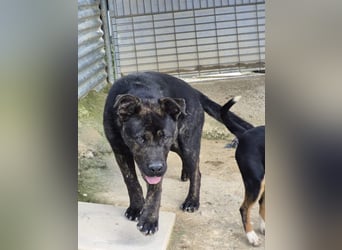 Roscon, muss dringend aus dem Tierheim raus