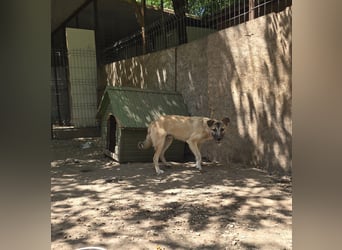 WOTAN , 1 1/3 jähriger Bub, mittelgroß, fröhlich, aufgeschlossen Junghund typisch verspielt