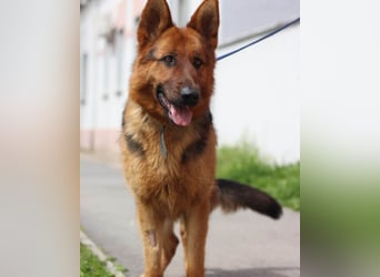 Tia ❤️ verschmuste, treue Schäferhündin