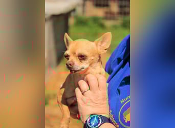 Parfis PP – Sanfte Chihuahua-Dame sucht liebevolles Zuhause