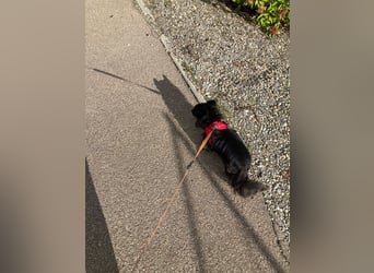 Tylor, menschenbezogen und katzenfreundlich
