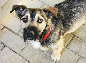 Benito, Terriermischling, geb. 2023, netter Terrier sucht Zuhause
