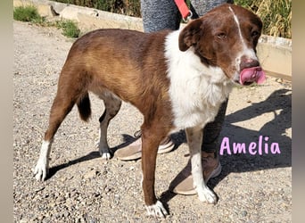 Amelia 08/2018 (ESP) - bezaubernde, ausgeglichene und soziale Hütehund-Mix Hündin!