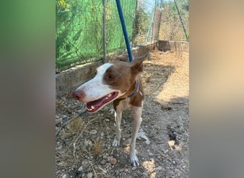 LOLA-die sanfte Schokopodenca auf der Suche nach ihrem Für-immer-Zuhause