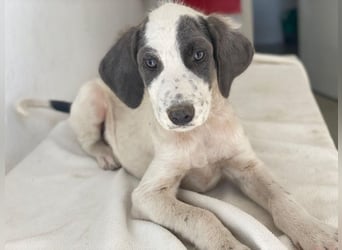 Donar, geb. ca. 03/2025, lebt in GRIECHENLAND, im städt. Tierheim Serres