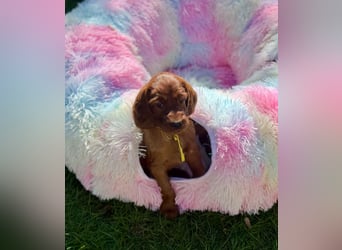 Irish Setter Welpen mit Papieren