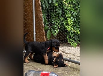 Typvolle Airedale Terrier Welpen aus Leistungszucht VDH/KfT