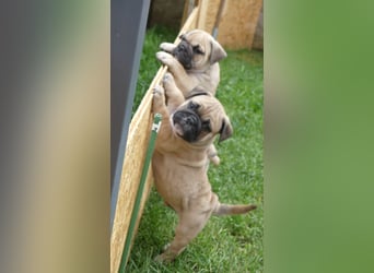 Zuckersüße Freiatmige Bulldoggenwelpen