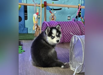 Zauberhafte Pomsky Welpen in echter Minihusky-Optik