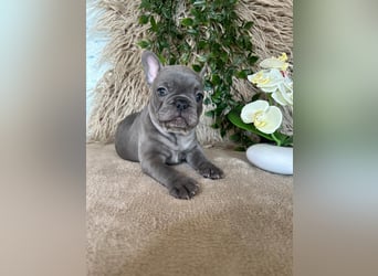 Französische Bulldogge Welpen