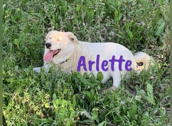 Arlette 09/2020 (ESP) - ruhige, noble und sanfte Herdenschutz-Mix Hündin!