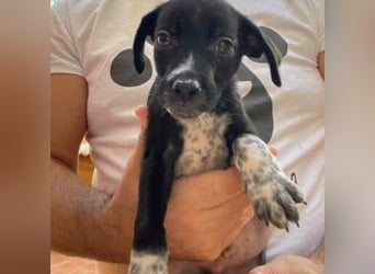 MIKO-#NOTFALL#-hübscher Hundemann liebt ausgedehnte Spaziergänge im Grünen
