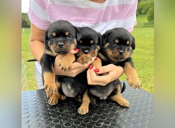 Rottweiler welpen