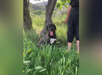Giona – ein Hund und Gentleman!