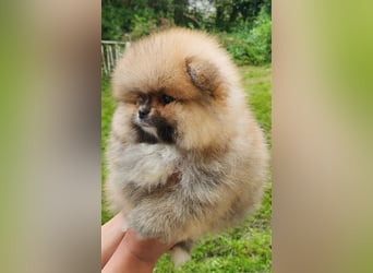 Pomeranian Boo Zwergspitz