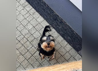 Oscar
