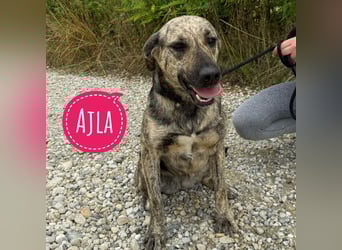 Ajla die wundervolle sanfte