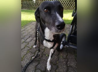 Unsere zauberhafte, verschmuste Kira sucht ihre Familie