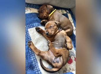 Deutscher Pinscher Welpen aus dem Haus ,,Cava Land" FCI Zucht