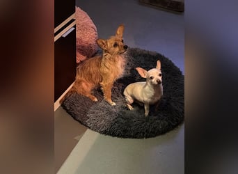 SOPHIE und KAAMI ❤️ 2 Chihuahua Seelen, Pflegefamilie Bochum