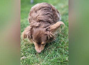 Winnie, Gnadenplatz gesucht, PS in 31633 Leese