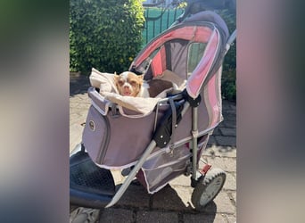 Kleine Seele Chihuahua-Hündin Muci sucht ihr Für-Immer-Zuhause