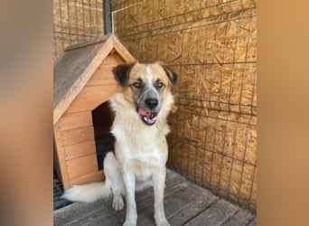 Noel sucht ein Zuhause