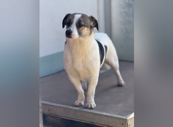 Merle – eine sanfte Seele auf der Suche nach Sicherheit und Geborgenheit