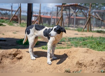 Coco - Pointer-mix sucht liebevolles Zuhause