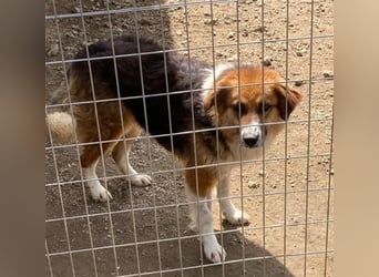 Kathi sucht liebevolles und verständnisvolles Zuhause!