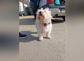 MAX, unser Bichon-Mix, sucht eine Familie....