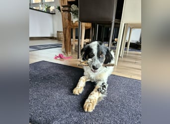 Ginger,  zuckersüß, fröhlich, sehr sozial